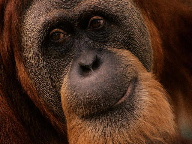 Affe klein