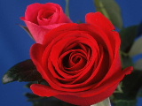 Rose klein02