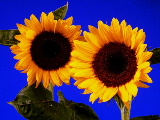 Sonnenblumen klein02