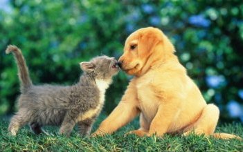 katze-hund